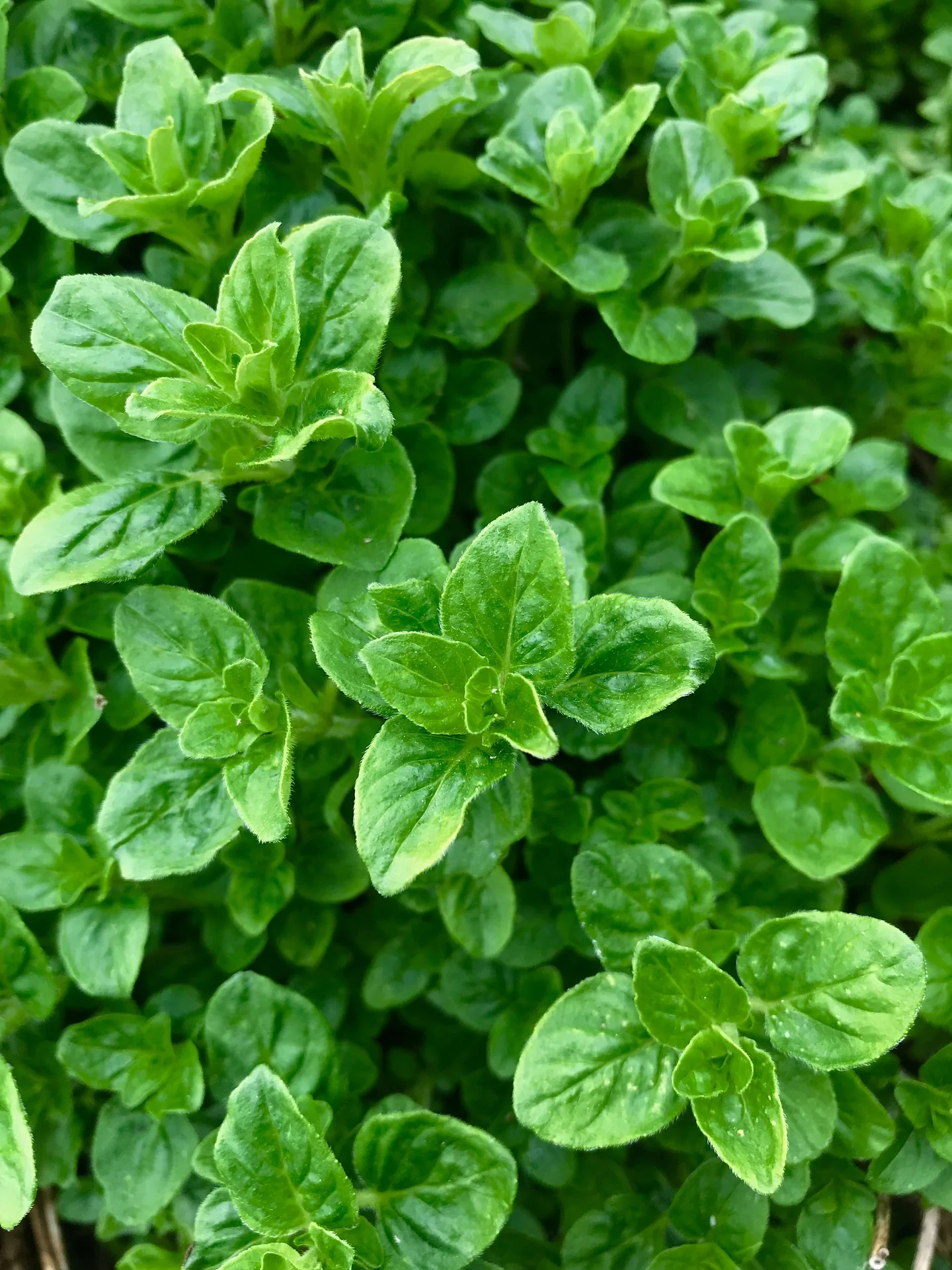 Oregano Leaf