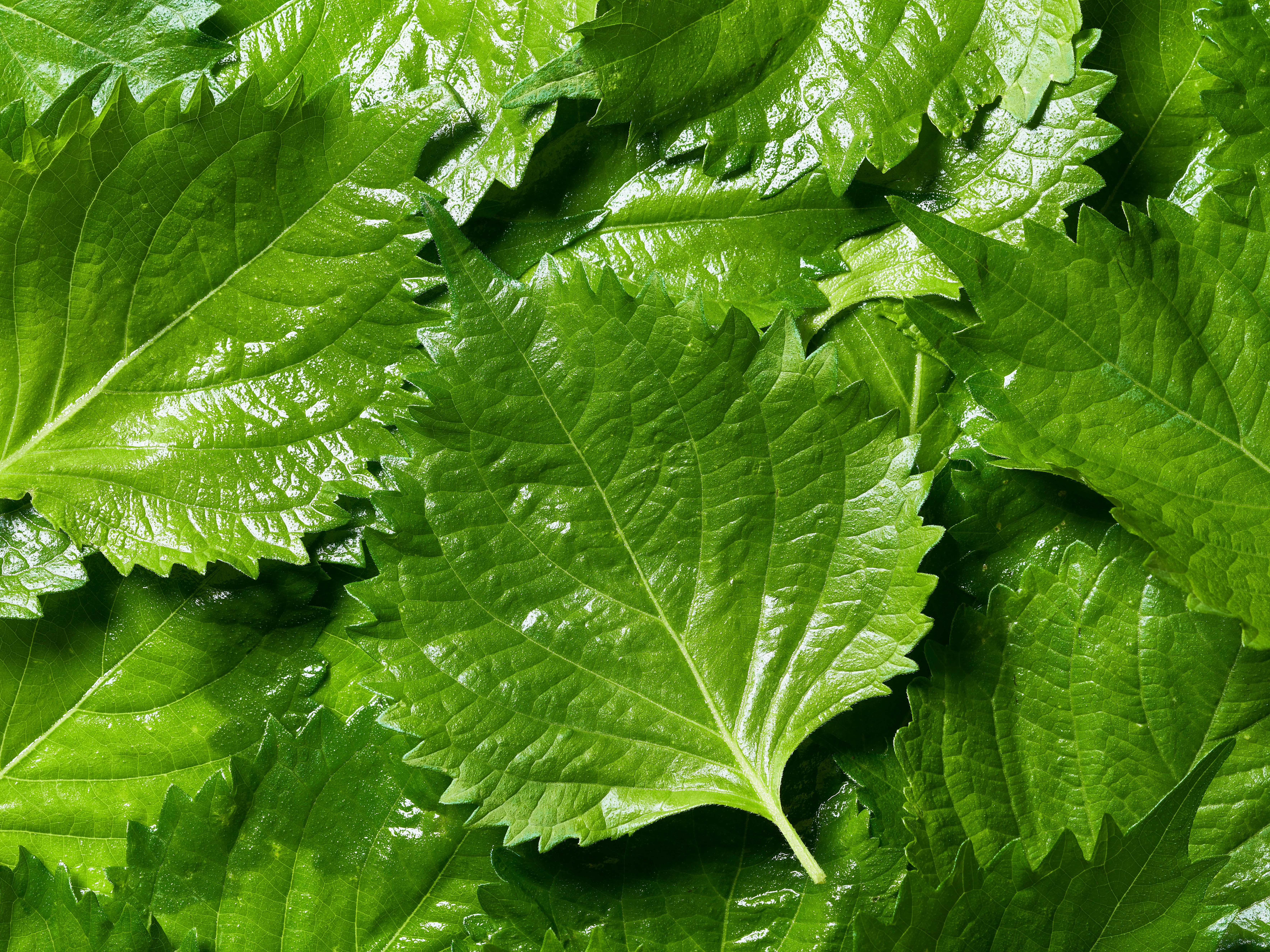 Perilla Leaf