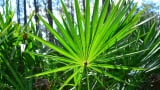 Saw Palmetto